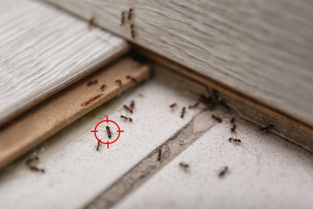 Trusted Harveys Lake, PA Pest Control Experts
