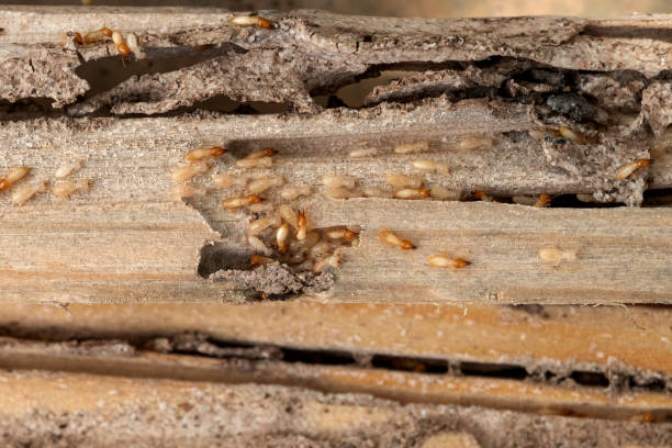 Best Local Pest Control Services  in Harveys Lake, PA